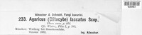 Laccaria laccata image